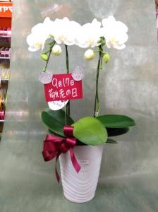 毎月1日、１５日は鉢物市です。１０％のお値引きをさせていただきます。ご購入いただける鉢物の例を写真でご参照下さい。｜「花のクボタ」　（群馬県高崎市の花キューピット加盟店 花屋）のブログ
