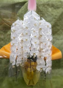 開店お祝い胡蝶蘭｜「花のクボタ」　（群馬県高崎市の花キューピット加盟店 花屋）のブログ